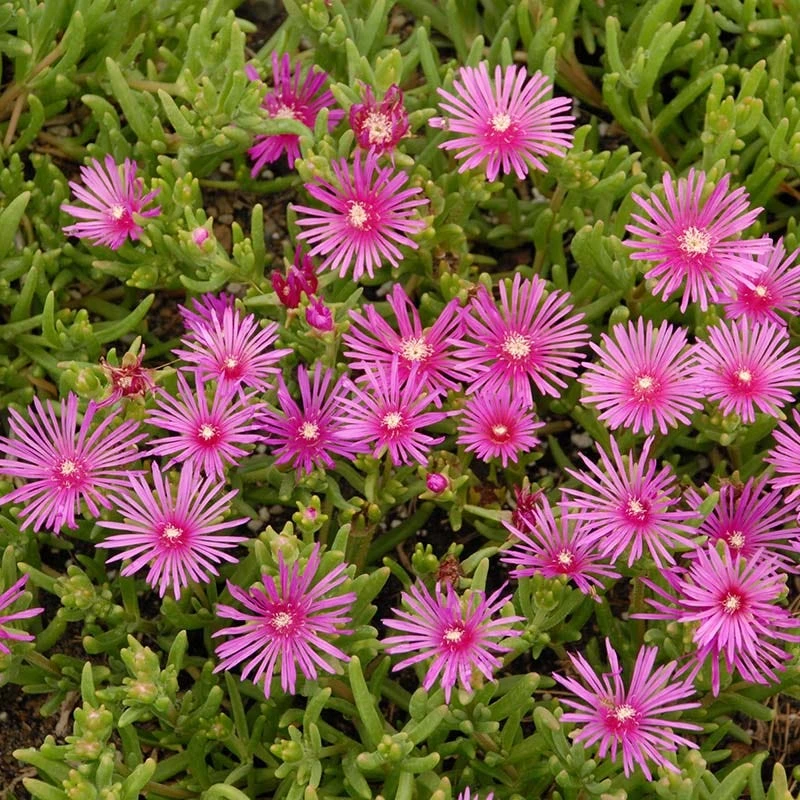 Cooper's Hardy Ice Plant 4 Cooper's Hardy Ice Plant - Image 2