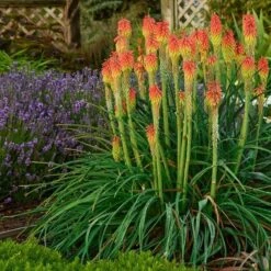 High Country Gardens -High Country Gardens walters gardens kniphofia fire dance lavender munstead garden flowers