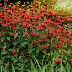 Jacob Cline Bee Balm -High Country Gardens walters gardens monarda jacob cline cropped 1 1 1