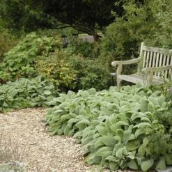 Helen Von Stein Lamb's Ear 7 Helen Von Stein Lamb's Ear -High Country Gardens walters gardens stachys helen von stein