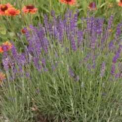 Hidcote Superior English Lavender 6 Hidcote Superior English Lavender -High Country Gardens walters gardens lavandula hidcote cropped 1 1 1