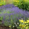 Hidcote Superior English Lavender 1 Hidcote Superior English Lavender -High Country Gardens walters gardens lavandula hidcote cropped 2