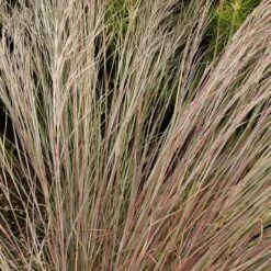 Prairie Blues Little Bluestem Grass -High Country Gardens walters gardens schizachyrium prairie blues close up foliage cropped
