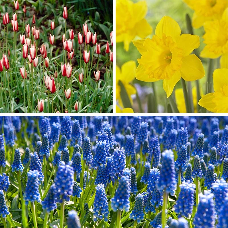 Waterwise Walkway Bulb Collection 7 Waterwise Walkway Bulb Collection - Image 5