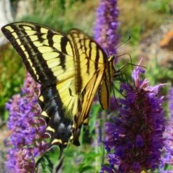 Blue Blazes Agastache 10 Blue Blazes Agastache -High Country Gardens western swallowtail sipping agastache blue blazes 3