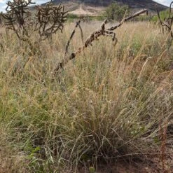 Western Trails Native Grass Seed Mix -High Country Gardens western trails sideoats grama grass