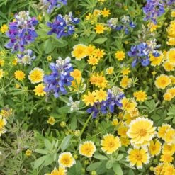 Western Xeriscape Wildflower Seed Mix -High Country Gardens western xeriscape adobestock cropped