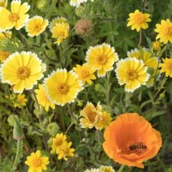 Western Xeriscape Wildflower Seed Mix -High Country Gardens western xeriscape adobestock cropped2