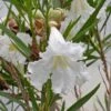 Hope Desert Willow -High Country Gardens white chilopsis linearis hope