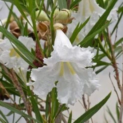 Hope Desert Willow