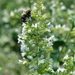 White Cloud Calamintha 7 White Cloud Calamintha -High Country Gardens white cloud calamintha 1