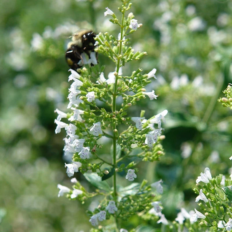 White Cloud Calamintha 4 White Cloud Calamintha - Image 2