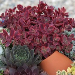 SunSparkler® Sedum Collection -High Country Gardens wildfire sq