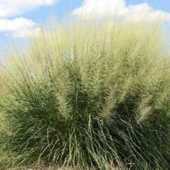 Windbreaker Giant Sacaton Grass 9 Windbreaker Giant Sacaton Grass -High Country Gardens windbreaker sacaton sq1