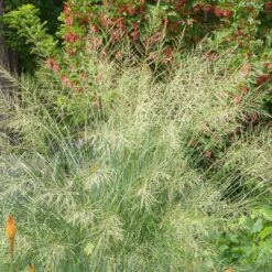 Windbreaker Giant Sacaton Grass 8 Windbreaker Giant Sacaton Grass -High Country Gardens windbreaker sacaton sq2