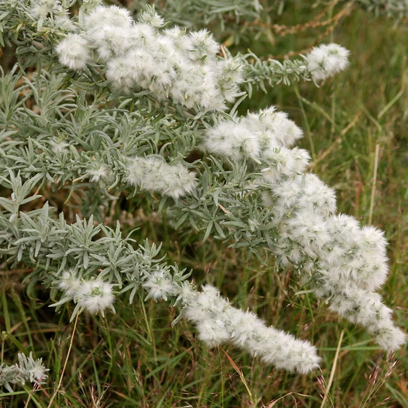 Winterfat 3 Winterfat