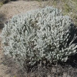 Winterfat 8 Winterfat -High Country Gardens winterfat 3 sq