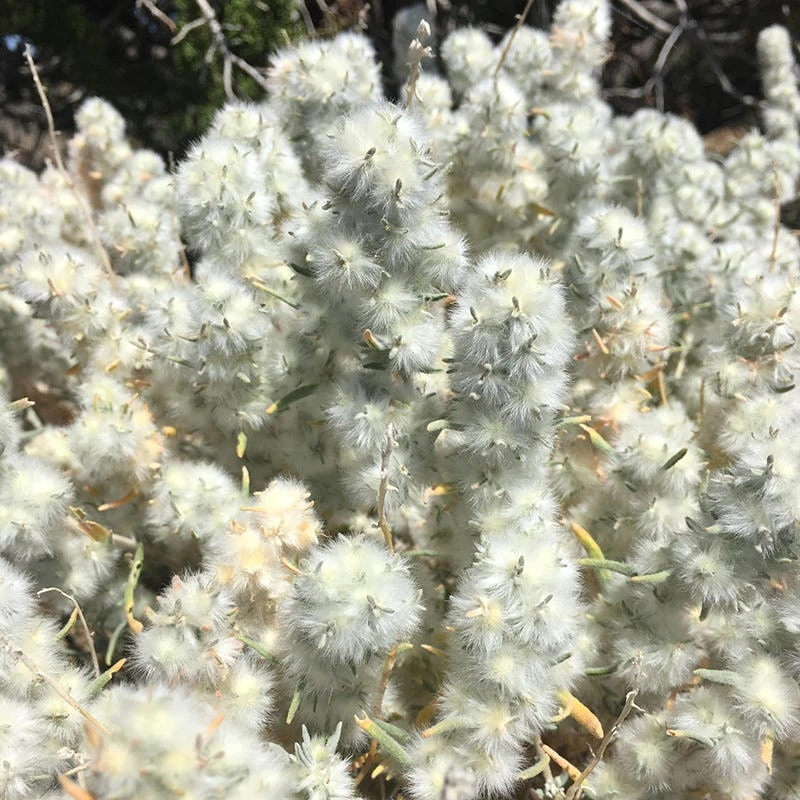 Winterfat 4 Winterfat - Image 2