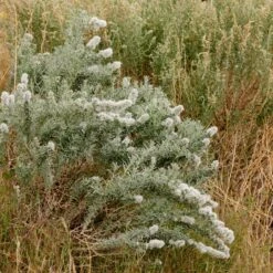 Winterfat 9 Winterfat -High Country Gardens winterfat sq