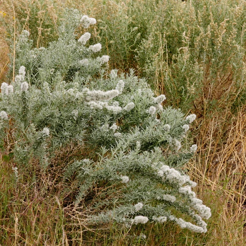 Winterfat 6 Winterfat - Image 4