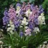 Wood Hyacinth Mix (Spanish Bluebells) 2 Wood Hyacinth Mix (Spanish Bluebells) -High Country Gardens woodhyacinthmix 1