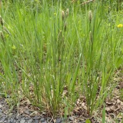 Woolly Sedge 8 Woolly Sedge -High Country Gardens woolly sedge sq1