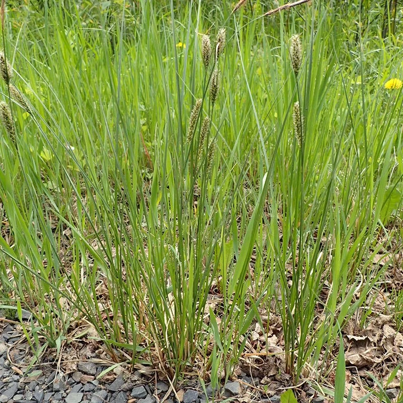 Woolly Sedge 5 Woolly Sedge - Image 3