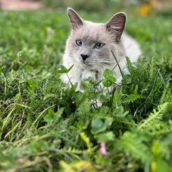 Xeriscape Clover Lawn Seed Mix 10 Xeriscape Clover Lawn Seed Mix -High Country Gardens xeriscape clover pr cat