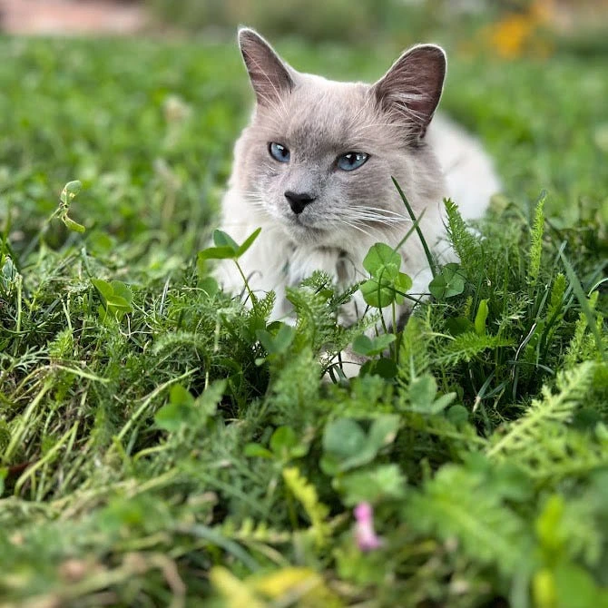 Xeriscape Clover Lawn Seed Mix 5 Xeriscape Clover Lawn Seed Mix - Image 3