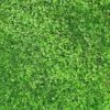 Xeriscape Clover Lawn Seed Mix 1 Xeriscape Clover Lawn Seed Mix -High Country Gardens xeriscape lawn hero