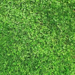 Xeriscape Clover Lawn Seed Mix