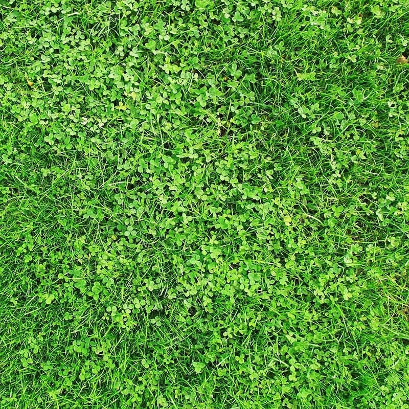 Xeriscape Clover Lawn Seed Mix 3 Xeriscape Clover Lawn Seed Mix