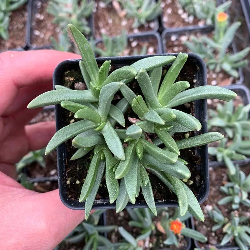 Yellow Flowered Ice Plant (Bergeranthus) 4 Yellow Flowered Ice Plant (Bergeranthus) - Image 2
