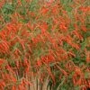 Sky Island Orange Hummingbird Trumpet (Zauschneria) -High Country Gardens zauchneria canum v arizonica sky island orange 500