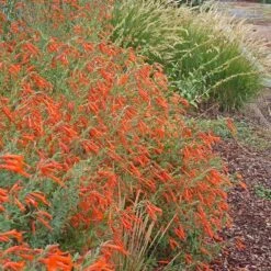 Sky Island Orange Hummingbird Trumpet (Zauschneria) -High Country Gardens zauschneria arizonica sky island orange3