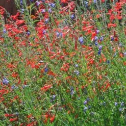 Sky Island Orange Hummingbird Trumpet (Zauschneria) -High Country Gardens zauschneria arizonica sky island orange4