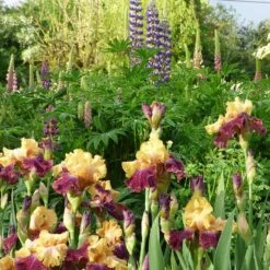 Ziggy Reblooming Bearded Iris 9 Ziggy Reblooming Bearded Iris -High Country Gardens ziggy reblooming bearded meadow