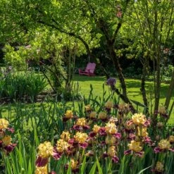 Ziggy Reblooming Bearded Iris 8 Ziggy Reblooming Bearded Iris -High Country Gardens ziggy reblooming bearded yard chairs