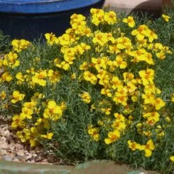 High Country Gardens Signature Collection -High Country Gardens zinnia grandiflora gold blue flower garden